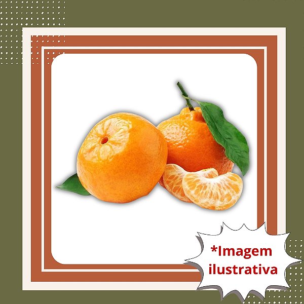 Muda de Tangerina Ponkan Enxertada — Muito Doce, Suculenta e de Produção Rápida