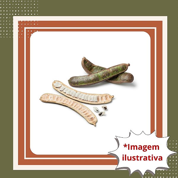 Muda de Ingá-Feijão – Frutífera Nativa de Crescimento Rápido