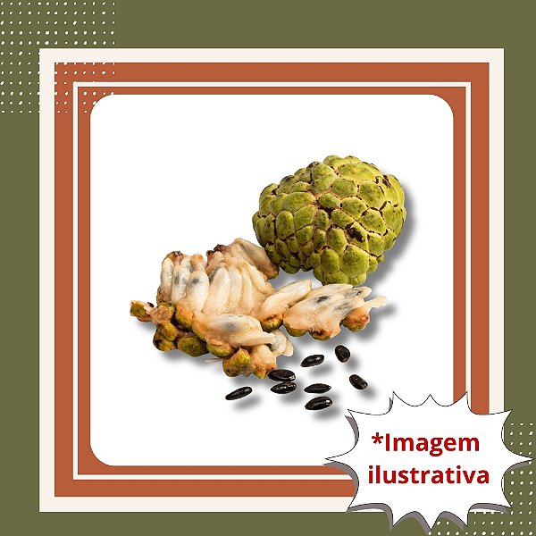 Muda de Fruta do Conde (Anona) – Frutífera Tropical Doce e Cremosa