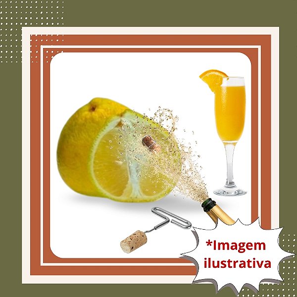 Muda de Laranja Champanhe Enxertada – Frutos Doces e Aromáticos