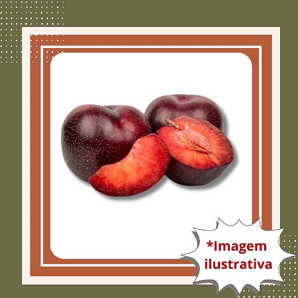 Muda de Ameixa Sanguínea - Frutos Doces e Suculentos em Casa