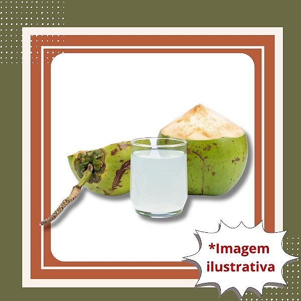 Muda de Coqueiro Anão – Produção de Coco Verde e Alta Produtividade