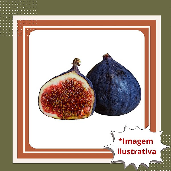 Muda de Figo Negrito (Brown Turkey) – Frutífera Doce, Rústica e Muito Produtiva