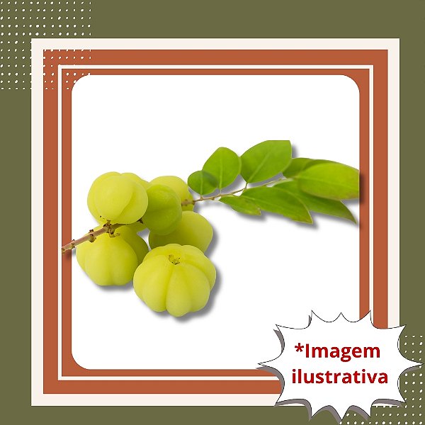 Muda de Groselha Tropical – Frutífera Exótica e Produtiva