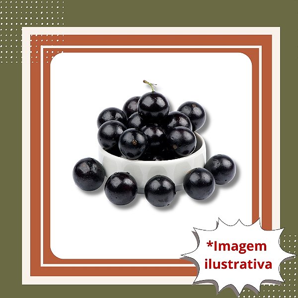 Muda de Jabuticaba Híbrida Tamanho M – Frutífera Produtiva para Vaso e Solo