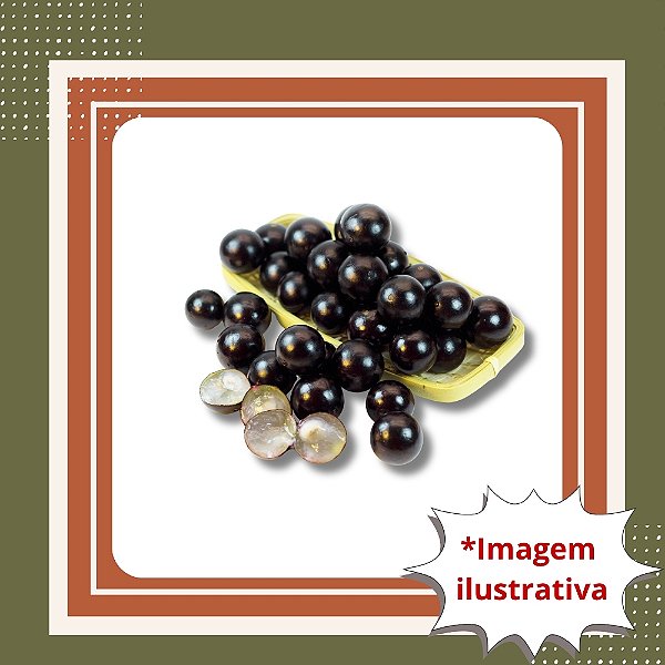 Muda De Jabuticaba Híbrida Tamanho P – Frutos Doces e Produção Rápida