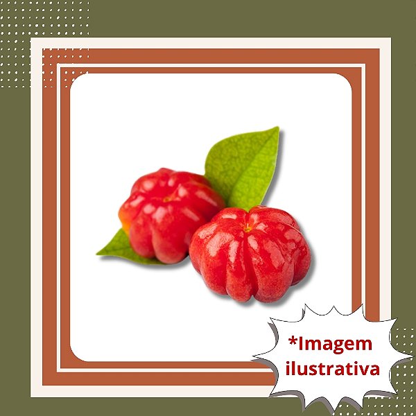 Muda de Pitanga – Frutífera Nativa, Doce e Aromática