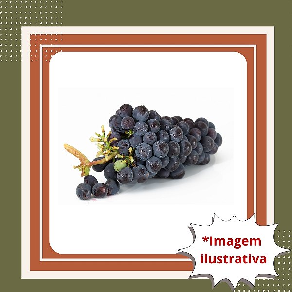 Muda de Uva Bordô Enxertada – Ideal para Suco, Vinho e Alta Produção