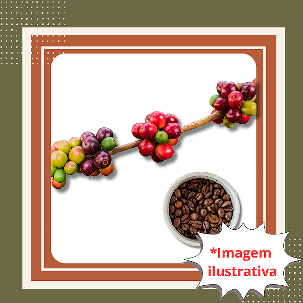 Muda de Café Vermelho – Planta Produtiva para Cultivo em Casa