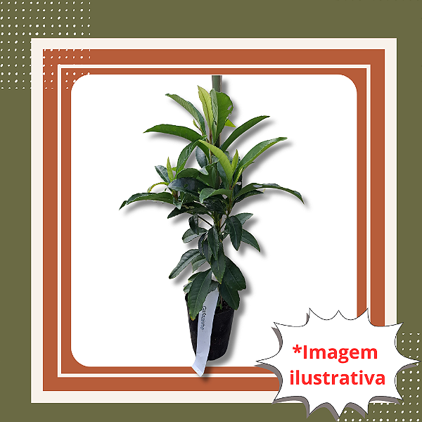 Muda de Cafezinho - Psychotria nuda Planta Nativa Ornamental de Sombra