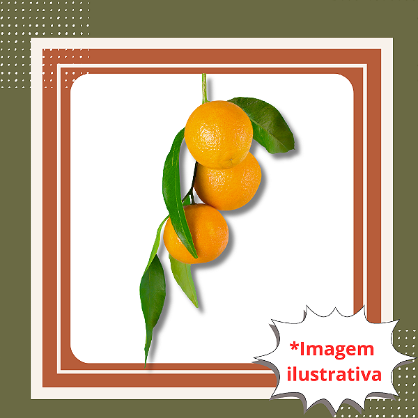 Muda de Laranja Cipó Enxertada Frutífera Doce e Produtiva