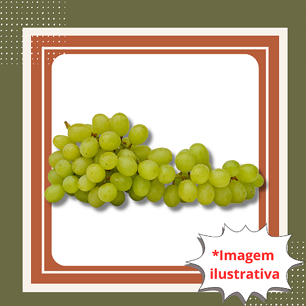 Muda de Uva Niágara Branca Enxertada – Doce, Aromática e Fácil de Cultivar