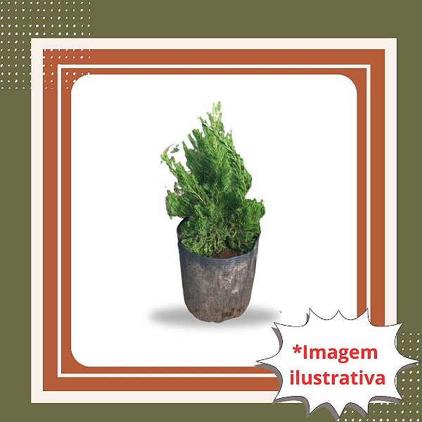 Muda de Cedrinho Kaysuka – Conífera Ornamental e Elegante