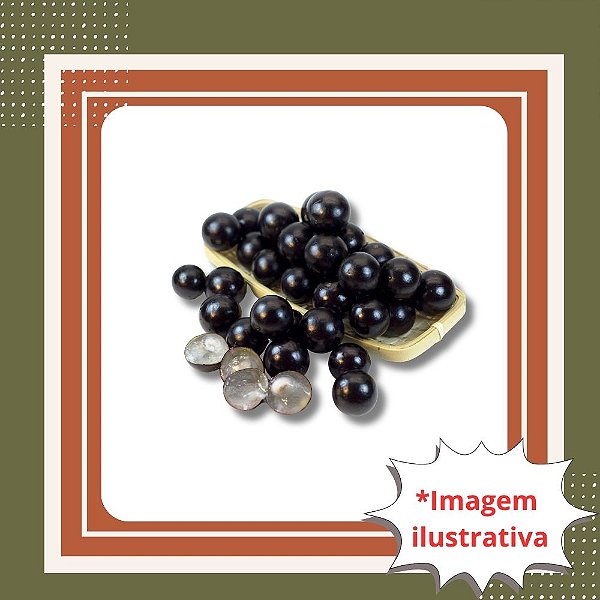 Planta de Jabuticaba Híbrida G – Ideal para Vaso
