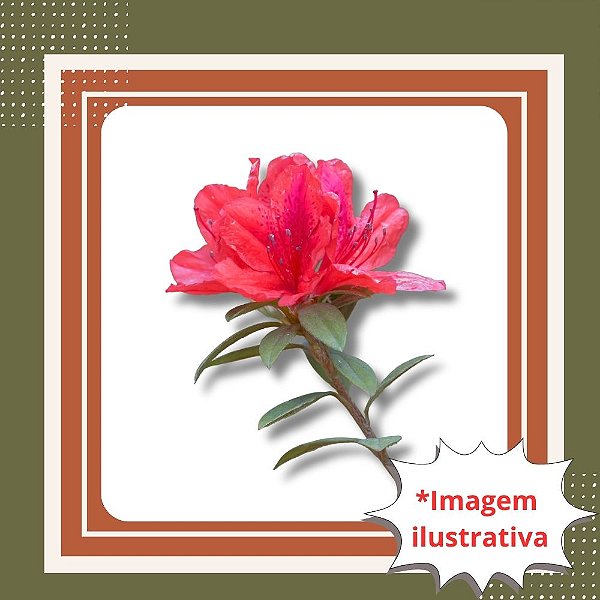 Muda de Azaleia Vermelha – Flores Vibrantes e Ideal para Jardim ou Vaso