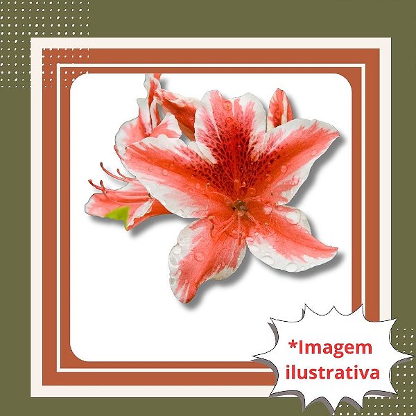 Muda de Azaleia Mesclada Branca com Vermelho – Flores Ornamentais e Cheias de Destaque