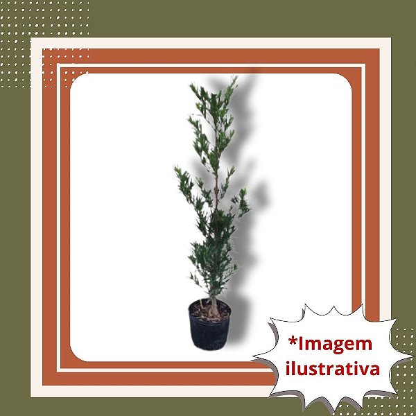Muda De Podocarpo (Pinheiro Budista) – Elegância e Paisagismo Sofisticado