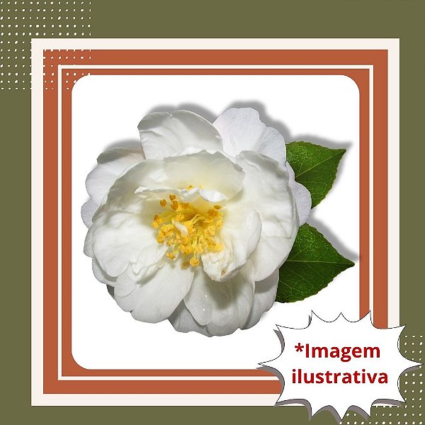 Muda de Camélia Japônica Branca – Elegância e Flores Delicadas