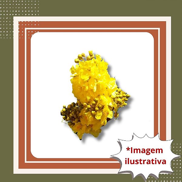 Muda de Canafístula – Árvore Ornamental de Sombra e Floração Amarela