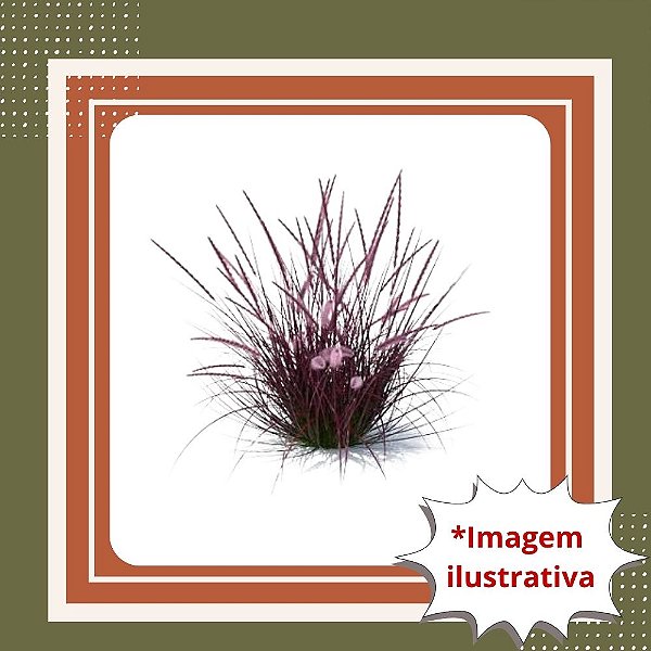 Muda de Capim do Texas Roxo – Ornamental, Elegante e de Fácil Cultivo