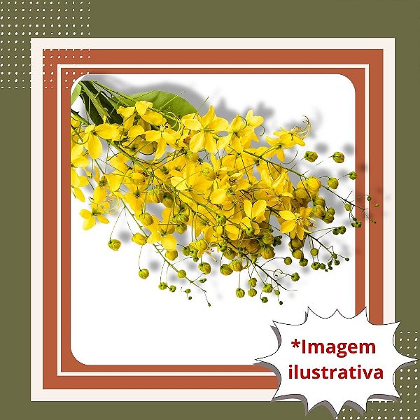 Muda de Chuva de Ouro – Árvore Ornamental de Floração Espetacular