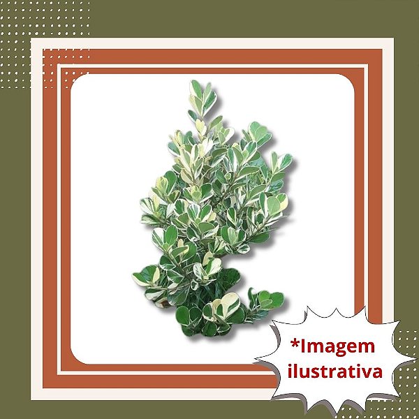 Muda de Clúsia Variegata – Folhagem Decorativa e Resistente