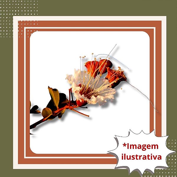 Muda de Dedaleiro – Árvore Nativa Ornamental e de Floração Encantadora