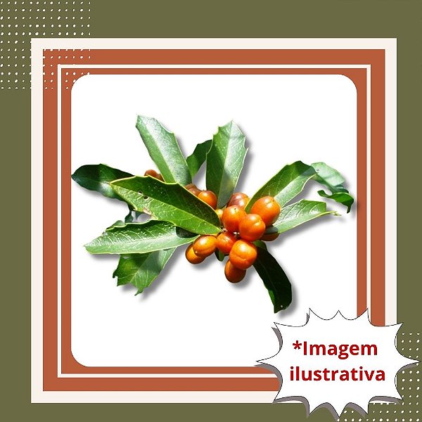 Muda de Espinheira-Santa – Planta Medicinal Nativa e Fácil de Cultivar
