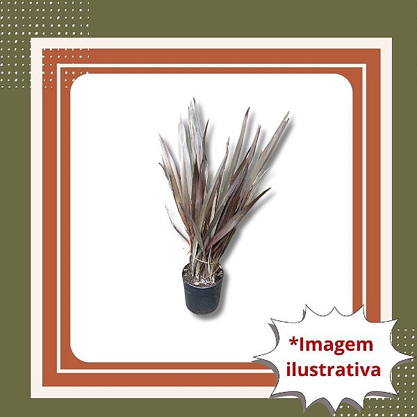 Muda de Formio Verde – Planta Ornamental Moderna para Jardins
