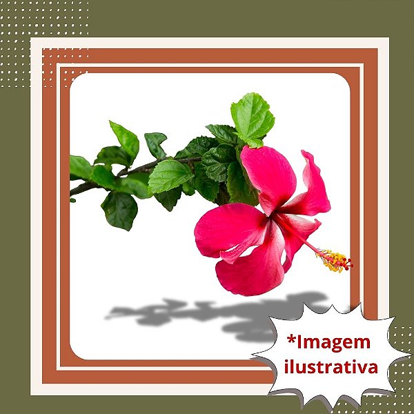 Muda de Hibisco Pink – Florada Vibrante e Tropical