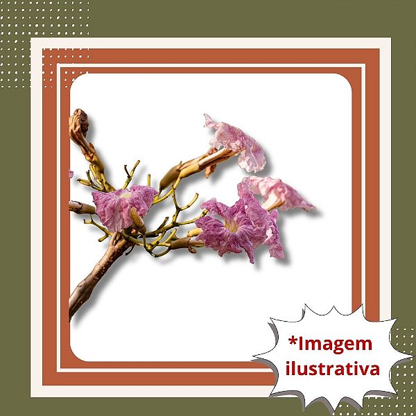 Muda de Ipê Rosa – Árvore Ornamental de Floração Espetacular e Nativa Brasileira