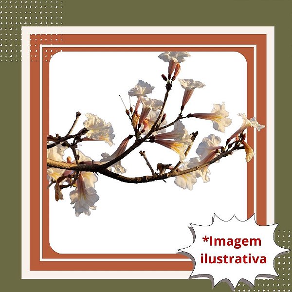 Muda de Ipê Branco – Floração Linda e Paisagismo de Destaque