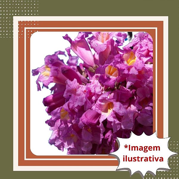 Muda de Ipê Roxo de Rápida Floração – Floresce Precoce e Ornamenta Seu Jardim