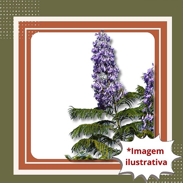 Muda de Jacarandá Mimoso Azul – Beleza e Sombra com Flores Encantadoras