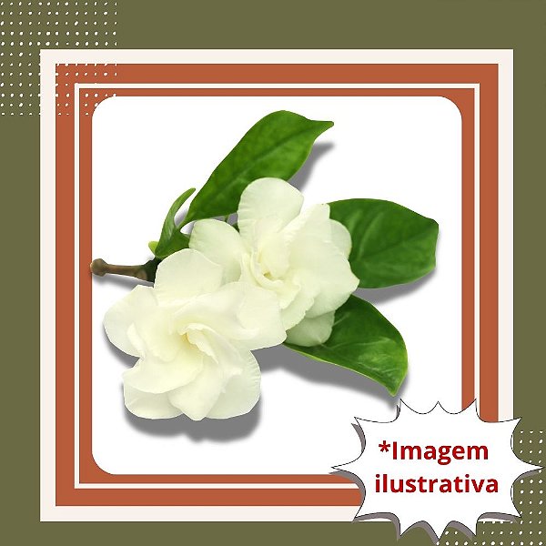 Muda de Jasmim Gardênia Cheiroso – Flores Perfumadas e Encantadoras