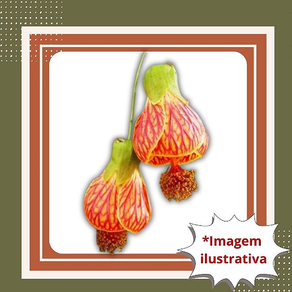 Muda de Lanterna Chinesa – Planta Ornamental com Frutos Decorativos