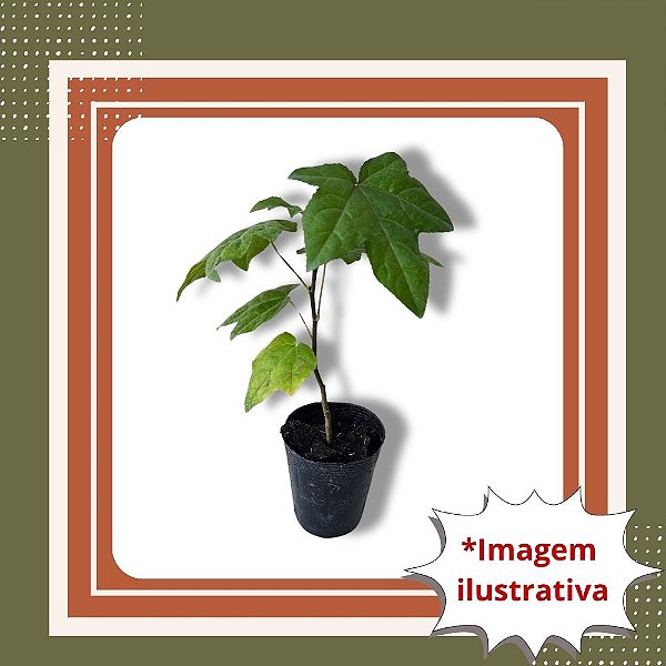 Muda de Liquidâmbar – Árvore Ornamental de Folhagem ColMuda de Liquidambar - Liquidambar styraciflua