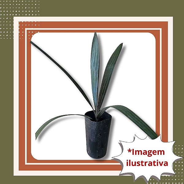 Muda de Palmeira Azul Bismarckia nobilis Ornamental Exótica