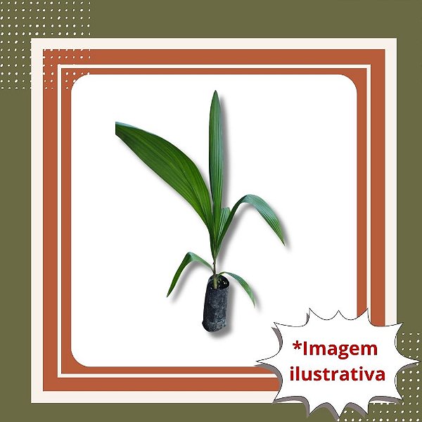Muda de Palmeira Jerivá – Elegância e Resistência para Jardins e Vasos
