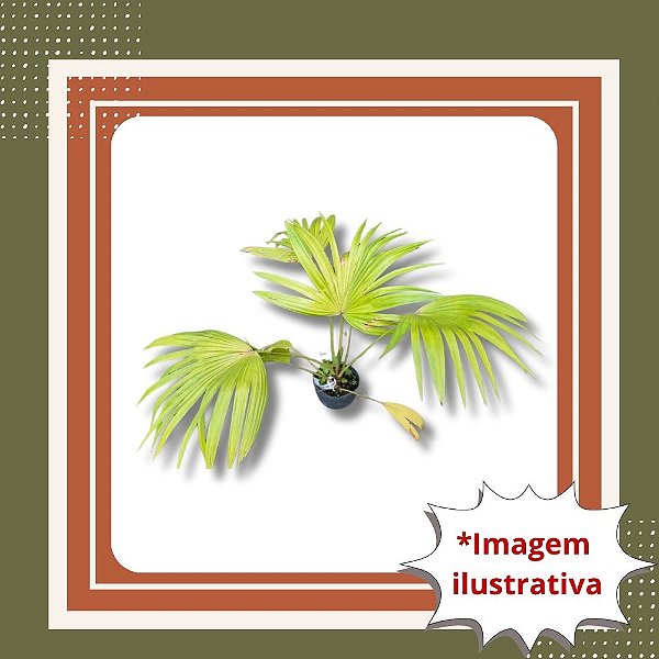 Muda de Palmeira Leque – Elegância e Resistência para Jardins e Vasos
