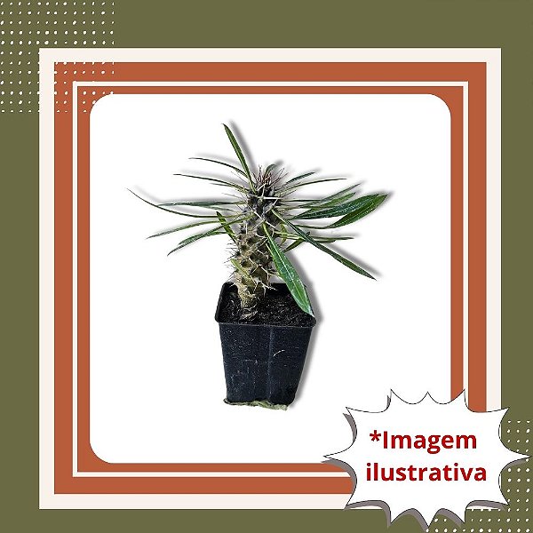 Muda de Palmeira de Madagascar Dypsis lutescens Folhagem Tropical