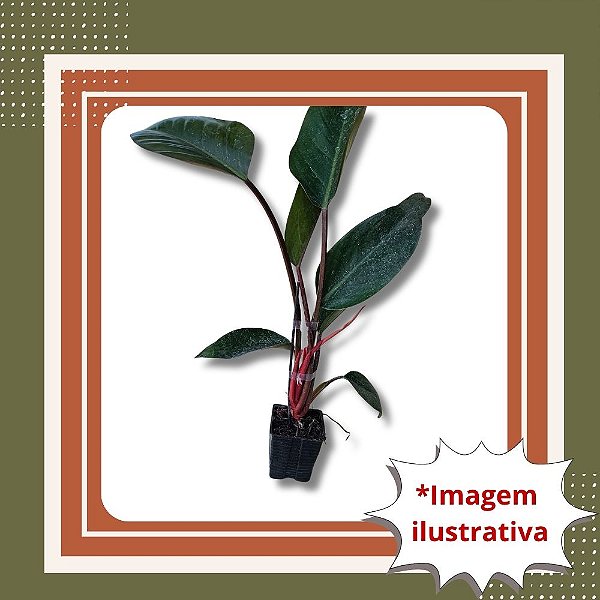 Muda de Philodendron Red Diamond Folhagem Vermelha Ornamental