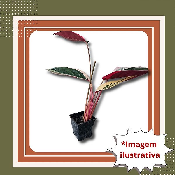 Muda de Philodendron Triostar Folhagem Colorida Ornamental