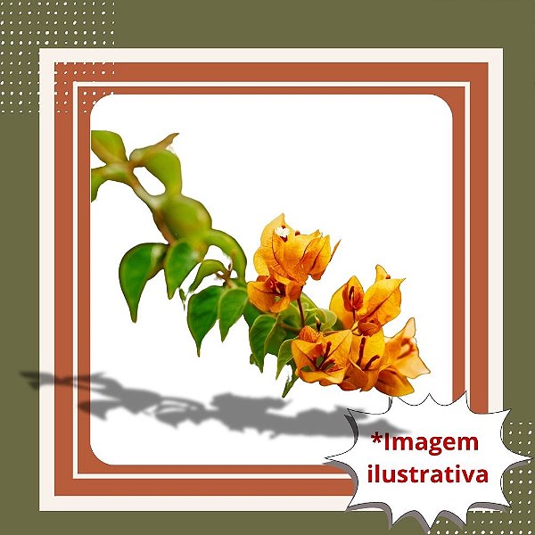 Muda de Primavera Amarela – Bougainvillea Rara e Florífera