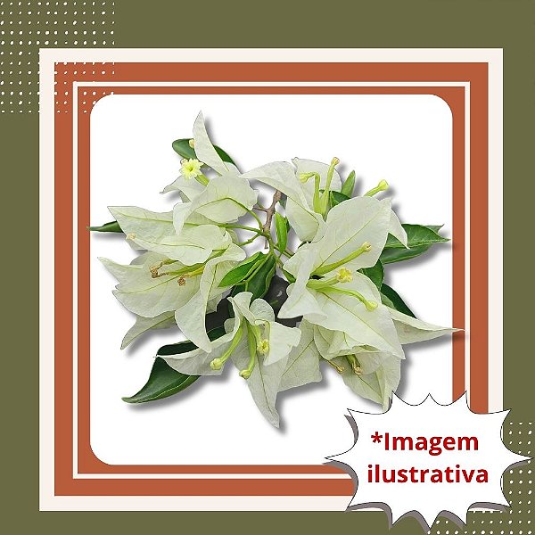 Muda de Primavera Branca – Beleza e Florada o Ano Todo