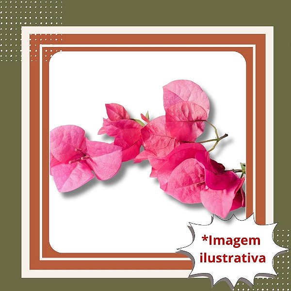 Muda de Primavera Rosa Vivo Dobrada – Florada Cheia e Paisagismo Vibrante