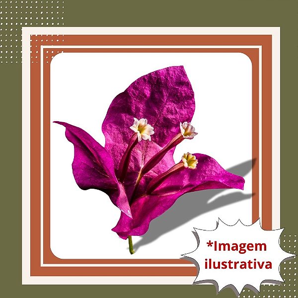 Muda de Primavera Trepadeira Roxa – Florada Intensa e Efeito Paisagístico