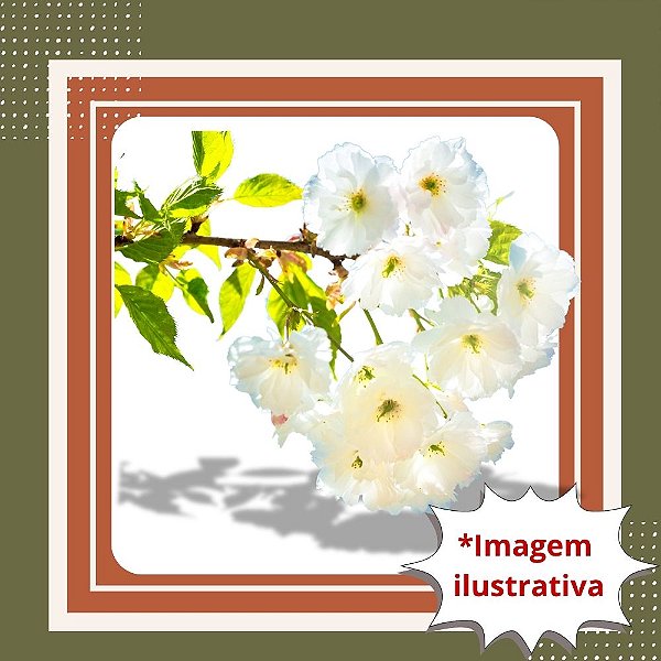 Muda de Sakura Branca de Rápida Floração – Floresce Precoce e Decora Seu Jardim