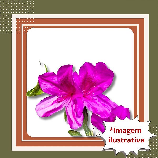 Muda de Tibouchina / Quaresmeira Rosa – Flores Rosa Vibrantes e Jardim Colorido