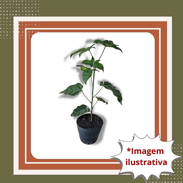 Muda de Árvore de Fogo - Delonix regia Ornamental de Flores Vermelhas